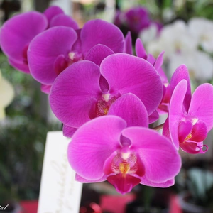 Manual Completo Como Cuidar de Orquídeas + BONUS
