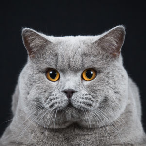 Calm River british shorthair cats