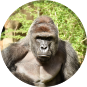Harambe Official Website