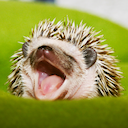 Hamor Hollow Hedgehogs — USDA-Licensed Breeder and Rescue — Conveniently Located in Central New England!